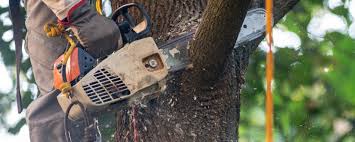 Best Utility Line Clearance  in Martinsvle, IL