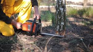  Martinsvle, IL Tree Services Pros