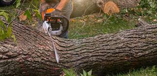 Best Lawn Grading and Leveling  in Martinsvle, IL
