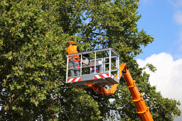 Best Tree Risk Assessment  in Martinsvle, IL
