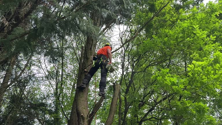 Trusted Martinsville, IL Tree Services Experts