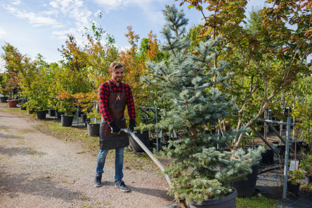How Our Tree Care Process Works  in  Martinsville, IL