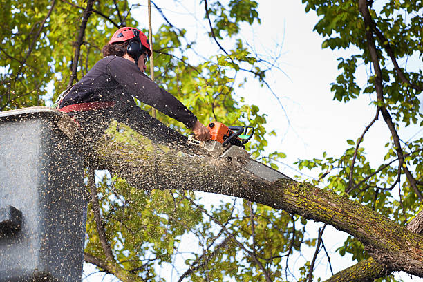 Best Tree Cabling and Bracing  in Martinsvle, IL